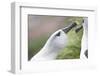 Courtship of Gray-Headed Albatrosses on South Georgia Island-Paul Souders-Framed Photographic Print