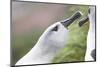 Courtship of Gray-Headed Albatrosses on South Georgia Island-Paul Souders-Mounted Photographic Print