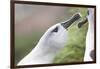 Courtship of Gray-Headed Albatrosses on South Georgia Island-Paul Souders-Framed Photographic Print