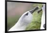 Courtship of Gray-Headed Albatrosses on South Georgia Island-Paul Souders-Framed Photographic Print