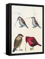 Courtship of Passerines, Drawing-null-Framed Stretched Canvas