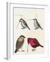 Courtship of Passerines, Drawing-null-Framed Giclee Print