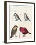 Courtship of Passerines, Drawing-null-Framed Giclee Print