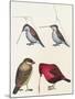 Courtship of Passerines, Drawing-null-Mounted Giclee Print