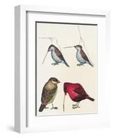 Courtship of Passerines, Drawing-null-Framed Giclee Print