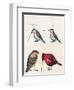 Courtship of Passerines, Drawing-null-Framed Giclee Print