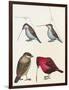 Courtship of Passerines, Drawing-null-Framed Premium Giclee Print