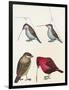 Courtship of Passerines, Drawing-null-Framed Premium Giclee Print