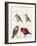 Courtship of Passerines, Drawing-null-Framed Giclee Print