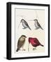 Courtship of Passerines, Drawing-null-Framed Giclee Print