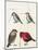 Courtship of Passerines, Drawing-null-Mounted Giclee Print