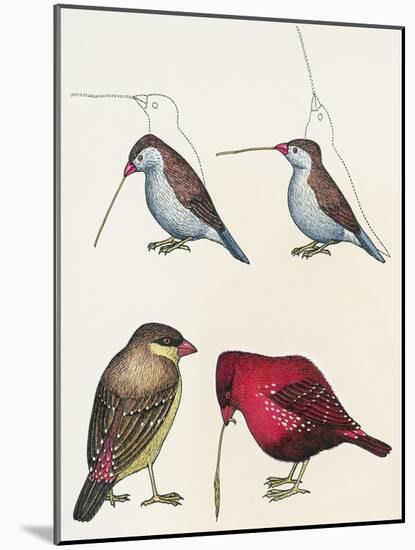 Courtship of Passerines, Drawing-null-Mounted Giclee Print