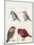 Courtship of Passerines, Drawing-null-Mounted Giclee Print