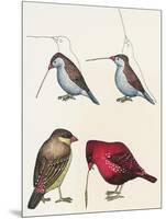 Courtship of Passerines, Drawing-null-Mounted Giclee Print