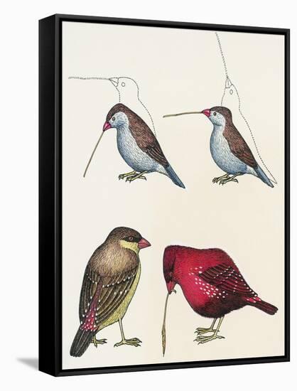 Courtship of Passerines, Drawing-null-Framed Stretched Canvas