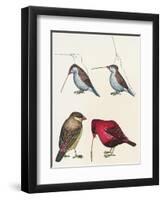 Courtship of Passerines, Drawing-null-Framed Premium Giclee Print