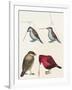 Courtship of Passerines, Drawing-null-Framed Giclee Print