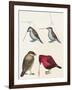 Courtship of Passerines, Drawing-null-Framed Giclee Print