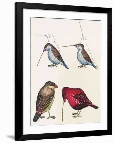 Courtship of Passerines, Drawing-null-Framed Giclee Print