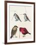 Courtship of Passerines, Drawing-null-Framed Giclee Print