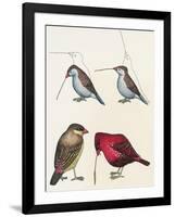 Courtship of Passerines, Drawing-null-Framed Giclee Print