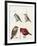 Courtship of Passerines, Drawing-null-Framed Giclee Print