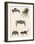 Courtship of the Male Spider of the Corythalia Xanthopa Species, Salticidae-null-Framed Giclee Print