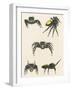 Courtship of the Male Spider of the Corythalia Xanthopa Species, Salticidae-null-Framed Giclee Print