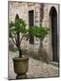 Courtyard of Topkapi Palace, Istanbul, Turkey-Joe Restuccia III-Mounted Photographic Print