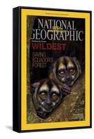 Cover of the January, 2013 National Geographic Magazine-Tim Laman-Framed Stretched Canvas