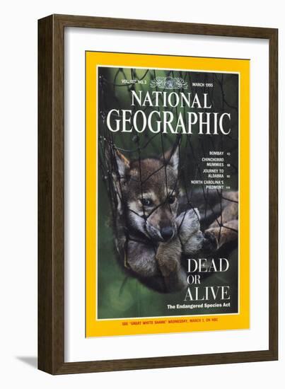 Cover of the March, 1995 National Geographic Magazine-Joel Sartore-Framed Photographic Print