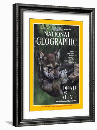 Cover of the March, 1995 National Geographic Magazine-Joel Sartore-Framed Photographic Print