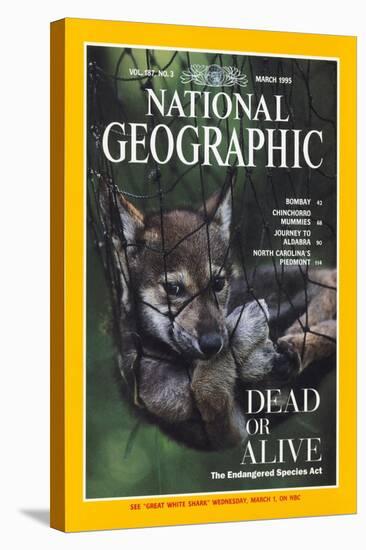 Cover of the March, 1995 National Geographic Magazine-Joel Sartore-Stretched Canvas