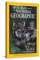 Cover of the March, 1995 National Geographic Magazine-Joel Sartore-Stretched Canvas