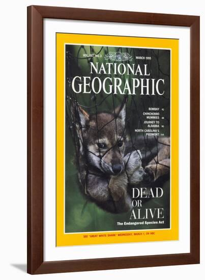 Cover of the March, 1995 National Geographic Magazine-Joel Sartore-Framed Photographic Print