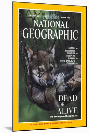 Cover of the March, 1995 National Geographic Magazine-Joel Sartore-Mounted Photographic Print