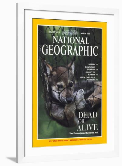 Cover of the March, 1995 National Geographic Magazine-Joel Sartore-Framed Photographic Print