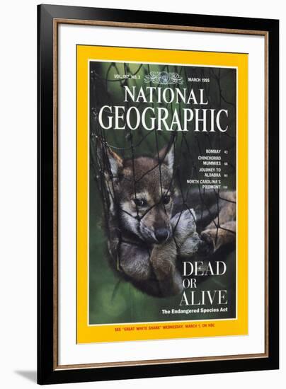 Cover of the March, 1995 National Geographic Magazine-Joel Sartore-Framed Photographic Print