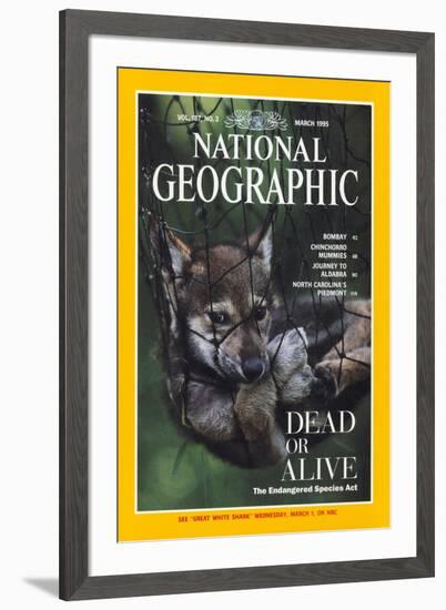 Cover of the March, 1995 National Geographic Magazine-Joel Sartore-Framed Photographic Print