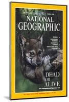 Cover of the March, 1995 National Geographic Magazine-Joel Sartore-Mounted Photographic Print