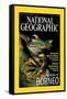 Cover of the October, 2000 National Geographic Magazine-Tim Laman-Framed Stretched Canvas