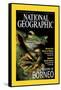 Cover of the October, 2000 National Geographic Magazine-Tim Laman-Framed Stretched Canvas