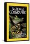 Cover of the October, 2000 National Geographic Magazine-Tim Laman-Framed Stretched Canvas