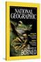 Cover of the October, 2000 National Geographic Magazine-Tim Laman-Stretched Canvas