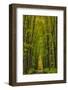 Covered road near Houghton in the Upper Peninsula of Michigan, USA-Chuck Haney-Framed Photographic Print