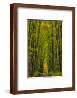 Covered road near Houghton in the Upper Peninsula of Michigan, USA-Chuck Haney-Framed Photographic Print