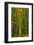 Covered road near Houghton in the Upper Peninsula of Michigan, USA-Chuck Haney-Framed Photographic Print