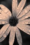 Close Up of White Daisy Flower on Old Wooden Surface-Coverzoo-Stretched Canvas