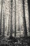 Trees in Dark and Spooky Forest. Wilderness with No People-Coverzoo-Photographic Print