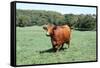 Cow 2 Photo Art Print Poster-null-Framed Stretched Canvas